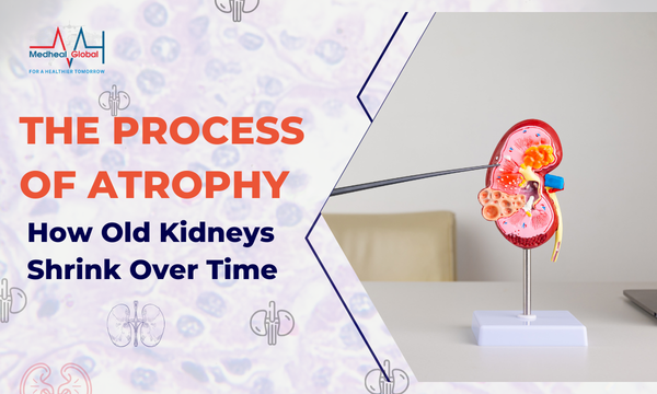 Kidney Atrophy: Causes, Symptoms, and Treatment Options