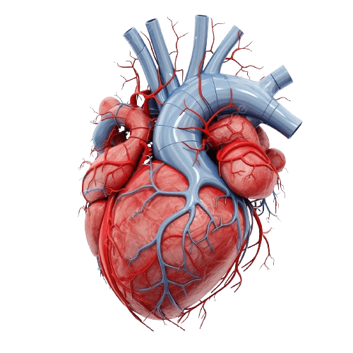 heart-image